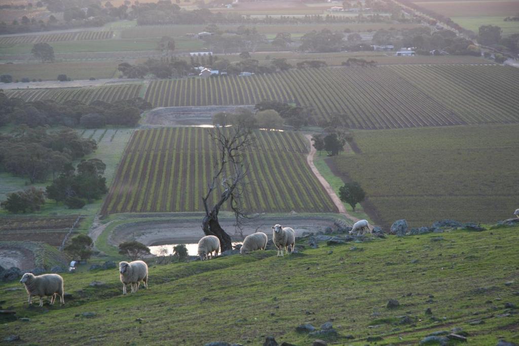 Barossa Vineyard Cottages Tanunda Eksteriør billede